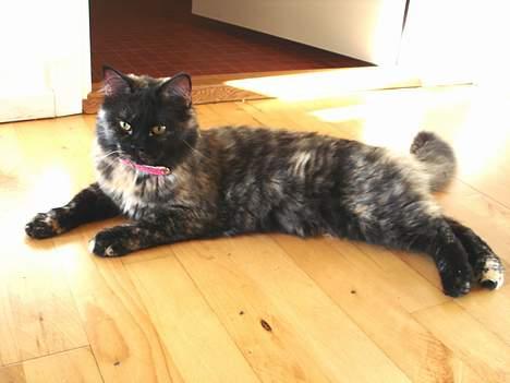 Blanding af racer Pjuske billede 2