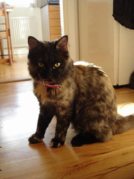 Blanding af racer Pjuske billede 3