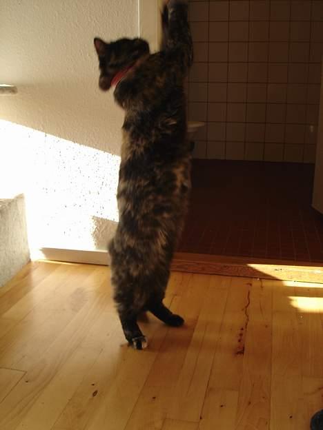 Blanding af racer Pjuske billede 4