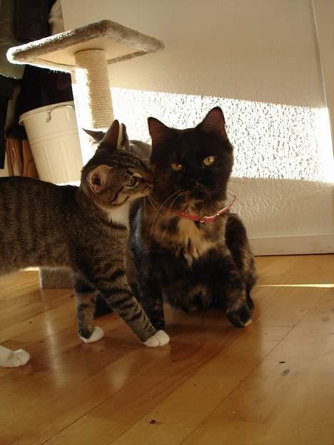 Blanding af racer Pjuske billede 5