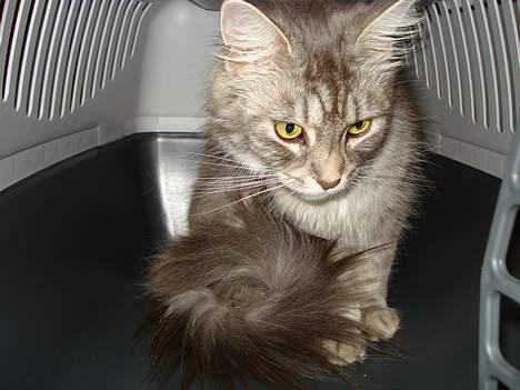 Maine Coon Nala billede 11