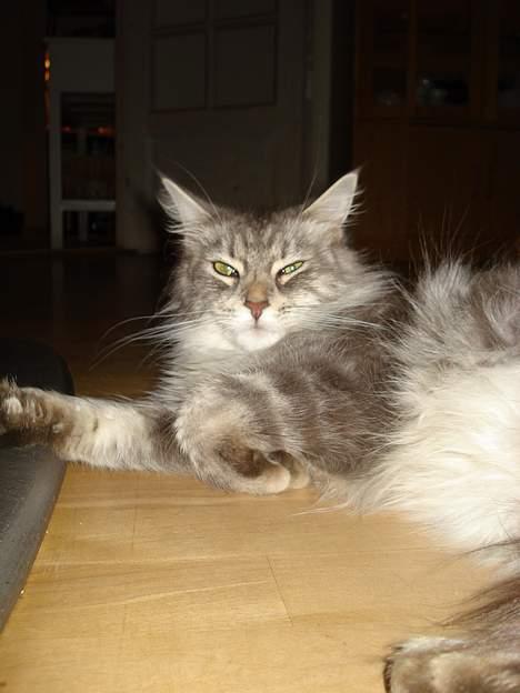 Maine Coon Nala billede 12