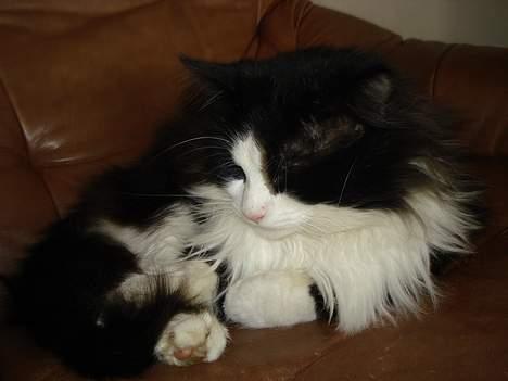 Norsk Skovkat Houdini billede 6