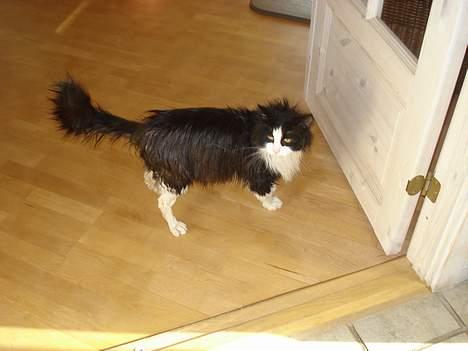 Norsk Skovkat Houdini - Han lugtede meget grimt. Derfor har han været i bad!! billede 7