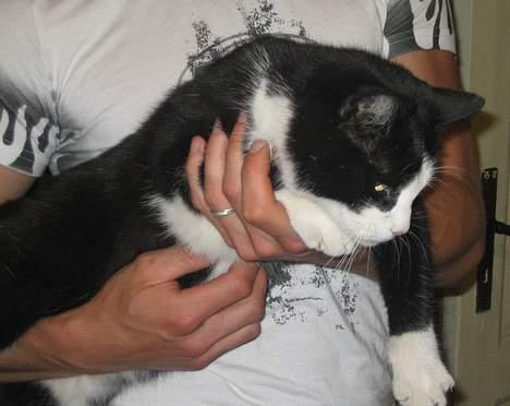 Blanding af racer <3 Adolf <3 - ahhh...ligger i fars arme billede 12