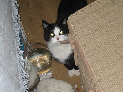 Blanding af racer <3 Adolf <3 - Sagde du whiskas...så er jeg her med det samme billede 13