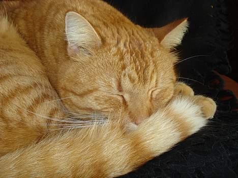 Huskat Mons billede 1