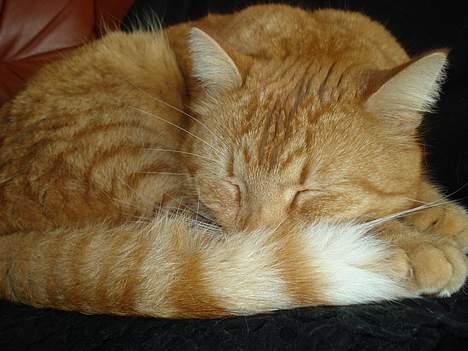 Huskat Mons billede 2