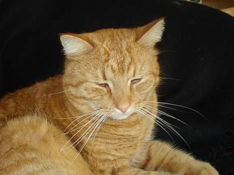 Huskat Mons billede 3