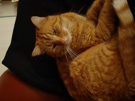 Huskat Mons billede 4