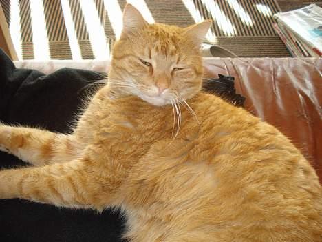 Huskat Mons billede 5