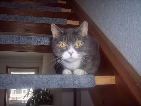 Blanding af racer Stacy *Død* billede 1