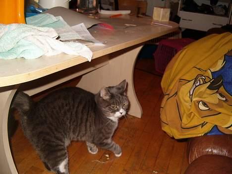 Blanding af racer Stacy *Død* billede 2