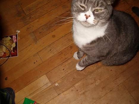 Blanding af racer Stacy *Død* billede 3