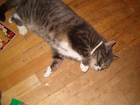 Blanding af racer Stacy *Død* billede 4