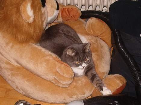 Blanding af racer Stacy *Død* billede 5