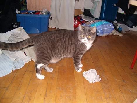 Blanding af racer Stacy *Død* billede 6