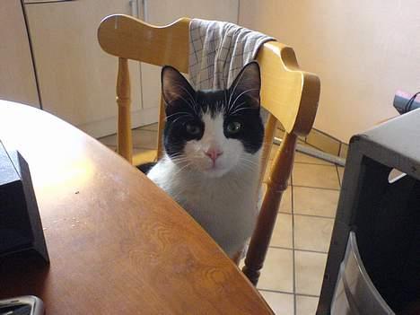 Huskat Speedy er her ikke mere - hej mor, hvad skal vi have at spise? billede 18