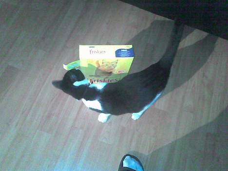 Huskat Speedy er her ikke mere - Mmmm mor har lige købt mad til mig... guf guf billede 19