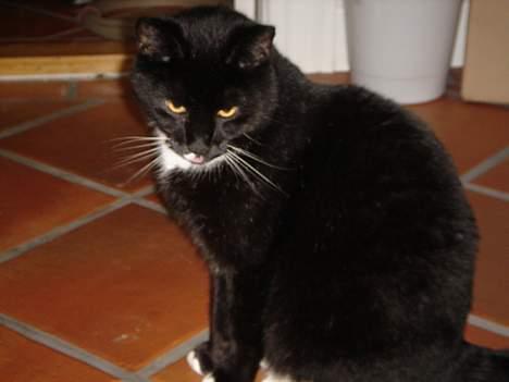 Huskat Missi - Så Cute!! <´3 billede 1