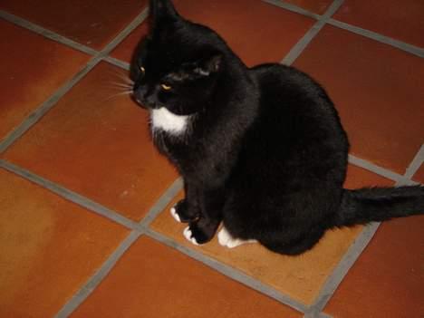 Huskat Missi - Model, Igen! :) billede 2