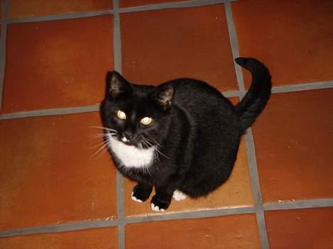 Huskat Missi - Hvad er det ? Er det noget der kan spises ? billede 3