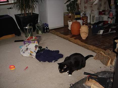 Huskat Missi - Ligger på lur. billede 4