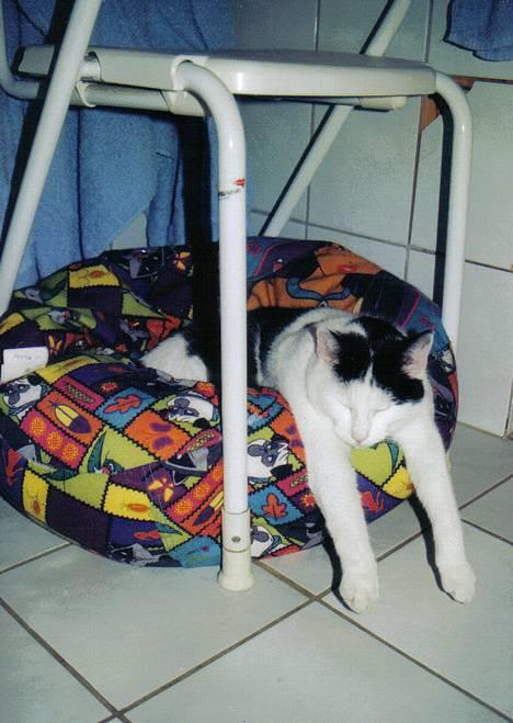 Huskat Max Sørensen - dengang vi havde givet ham en sækkestol på badeværelset.. han har lært at ;flae u  billede 17