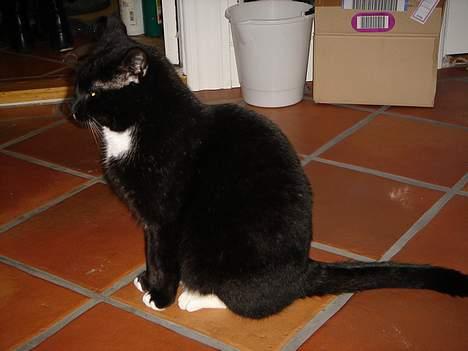 Huskat Missi - Model :D billede 5