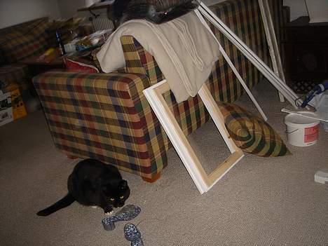 Huskat Missi - Parat til at overfalde os. xD billede 6