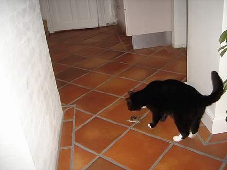 Huskat Missi - Tager lige sin middagsmad. ;D billede 7