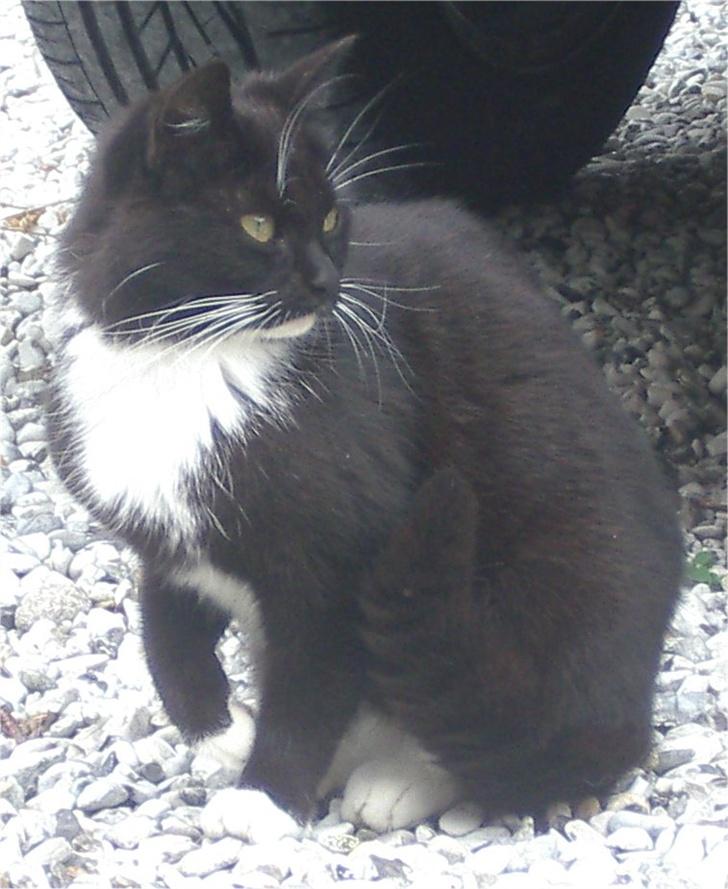 Huskat Baronesse - Hun er faktisk en rigtig køn kat. Hendes aftegninger er rigtig smukke :) billede 4