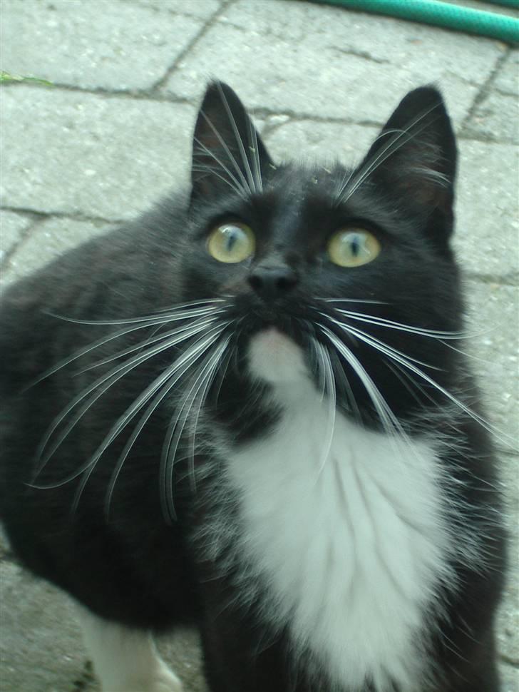 Huskat Baronesse billede 5