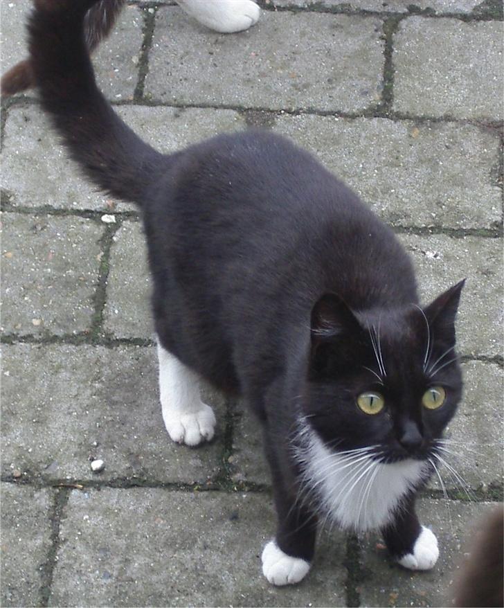 Huskat Baronesse billede 6