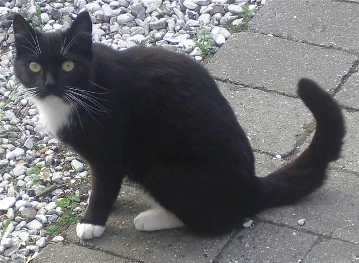 Huskat Baronesse - Baronesse har nogen rigtig dejlige øjne... Man kan ligesom se at der er noget bagved. billede 7