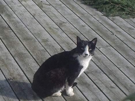 Huskat Mis billede 18