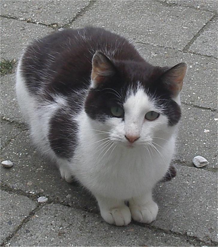 Huskat Pjevs billede 6