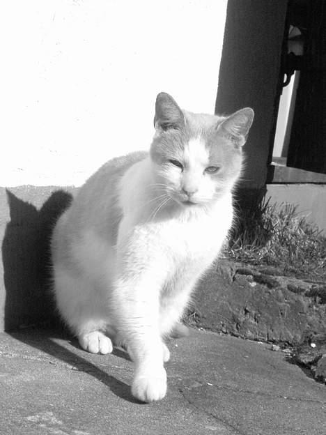 Blanding af racer garfield billede 6