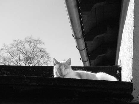 Blanding af racer Pjevs billede 6