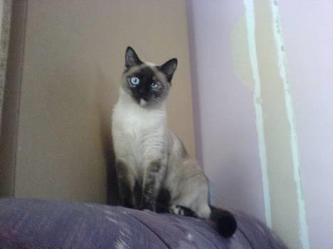 Blanding af racer Mitzy (Nancy) R.I.P billede 1