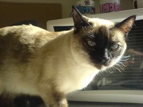 Blanding af racer Mitzy (Nancy) R.I.P billede 2