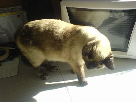 Blanding af racer Mitzy (Nancy) R.I.P billede 3