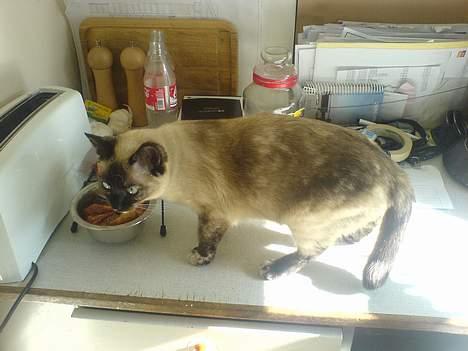 Blanding af racer Mitzy (Nancy) R.I.P billede 4