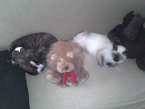 Blanding af racer Mitzy (Nancy) R.I.P billede 5