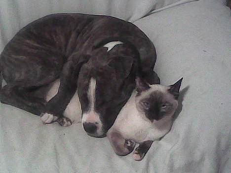 Blanding af racer Mitzy (Nancy) R.I.P billede 6