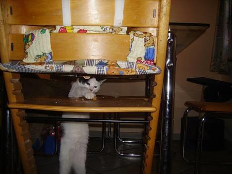 Huskat figaro - jaaa det er mig billede 1