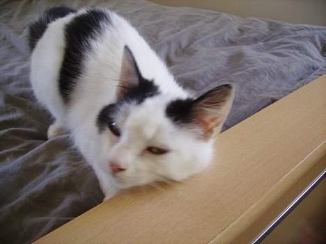 Huskat figaro - åhh mit hoved klør billede 2