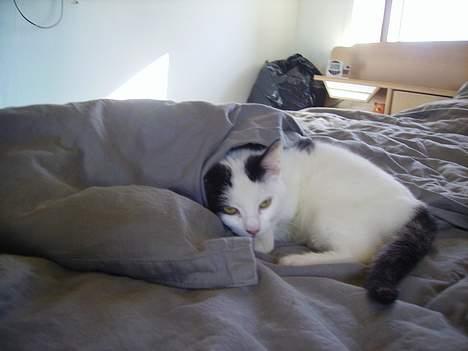 Huskat figaro - har næsten bygget min hule færdig billede 3