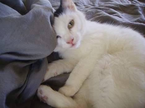 Huskat figaro - hol nu op skal jeg spise det kamara eller hva billede 4