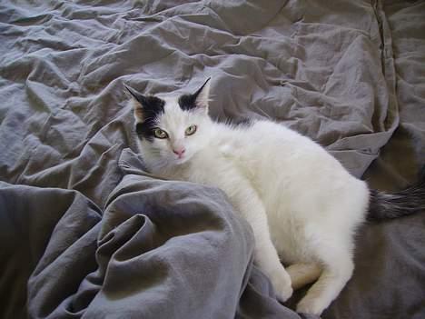 Huskat figaro - her ligger jeg bare på sengen... dejligt billede 5